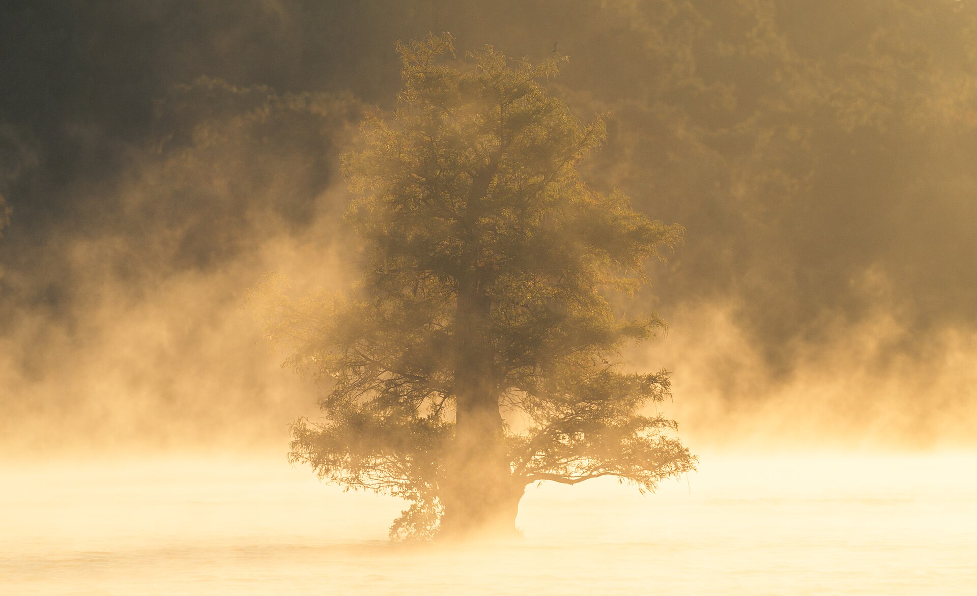 Sunrise over the water at Caddo Lake on the Texas and Louisiana border