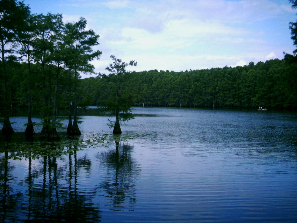 Bald cypress trees along the water at Caddo Lake State Park in the Piney Woods of East Texas