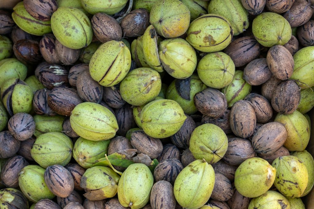 Freshly harvested pecans, some still wrapped in their green outer hulls