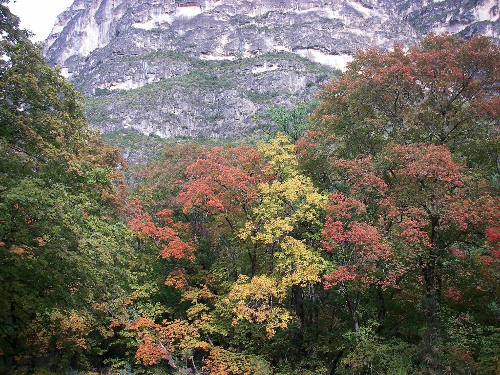 Fall colors along the McKittrick Canyon Trail in Guadalupe Mountains National Park