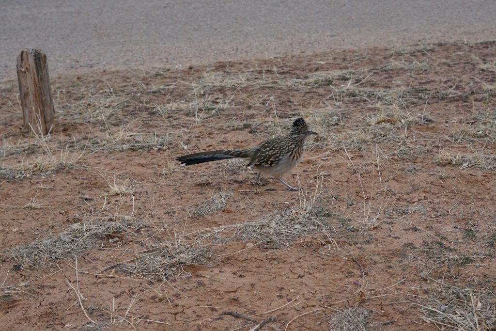 A roadrunner pauses on the canyon floor at Palo Duro Canyon