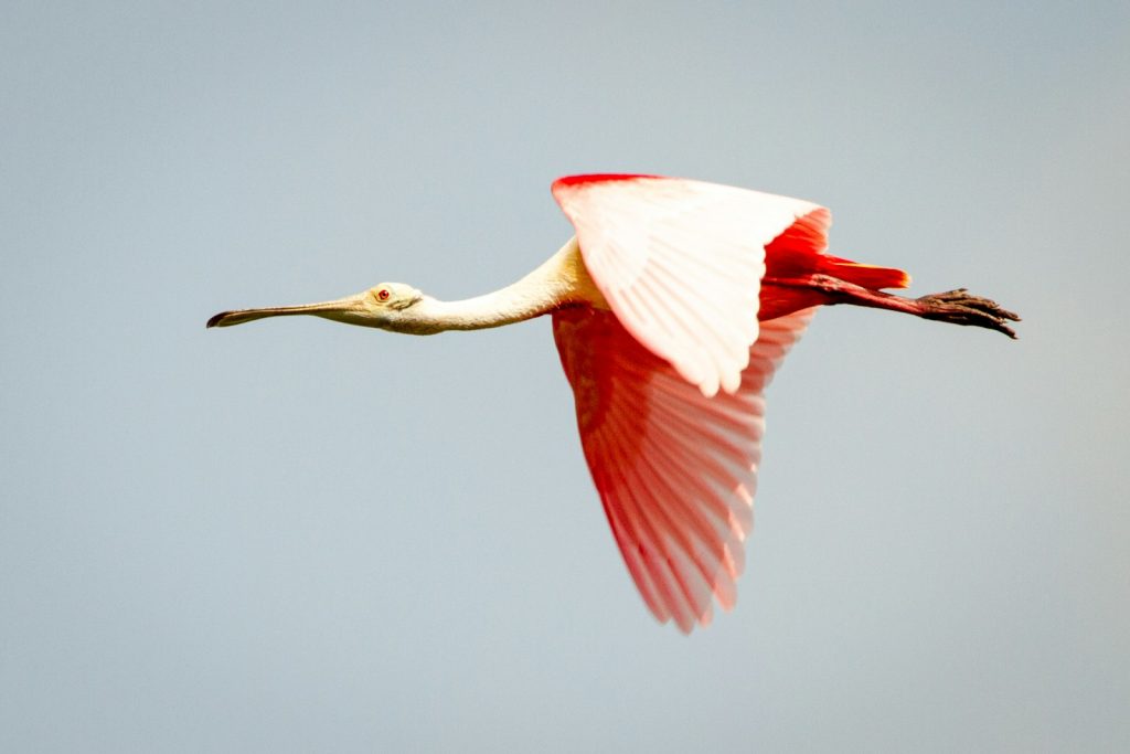 A roseate spoonbill flies overhead in Rockport, Texas