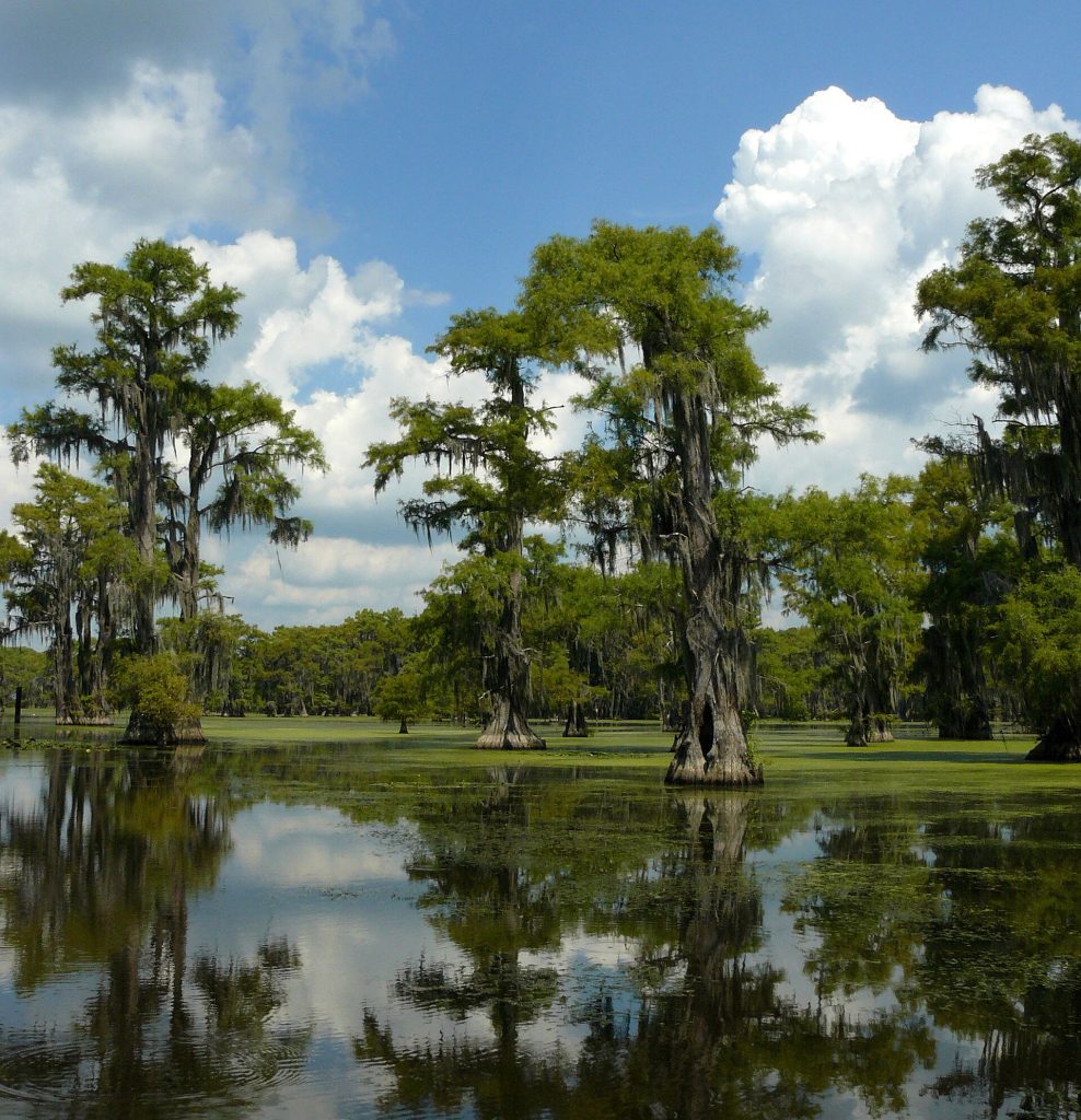 Bald cypress trees rising from the water at Caddo Lake