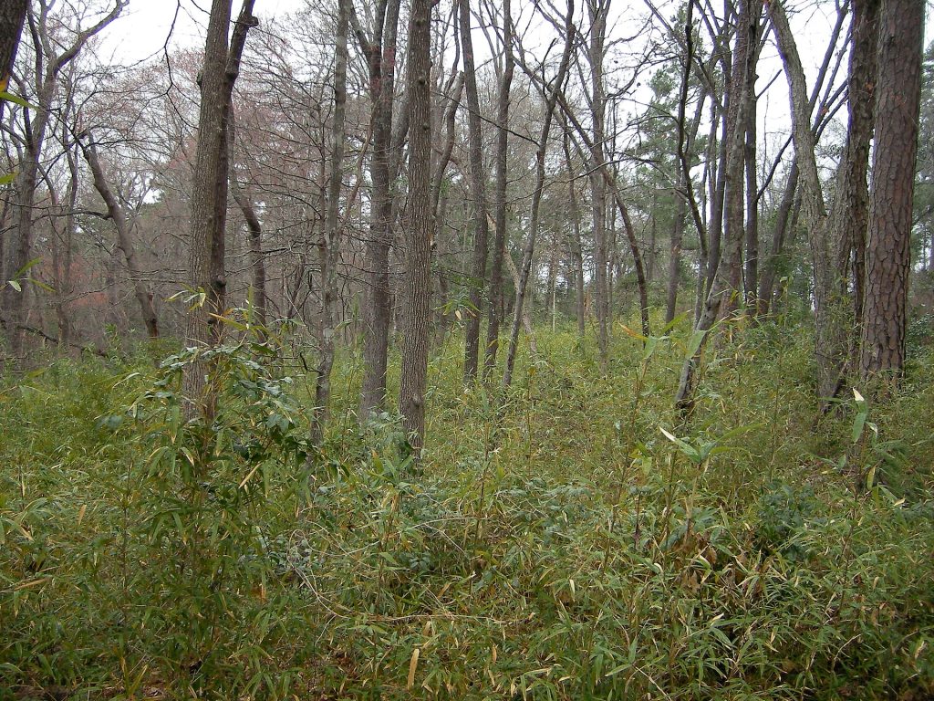 Tall pines and hardwoods at Tyler State Park in East Texas