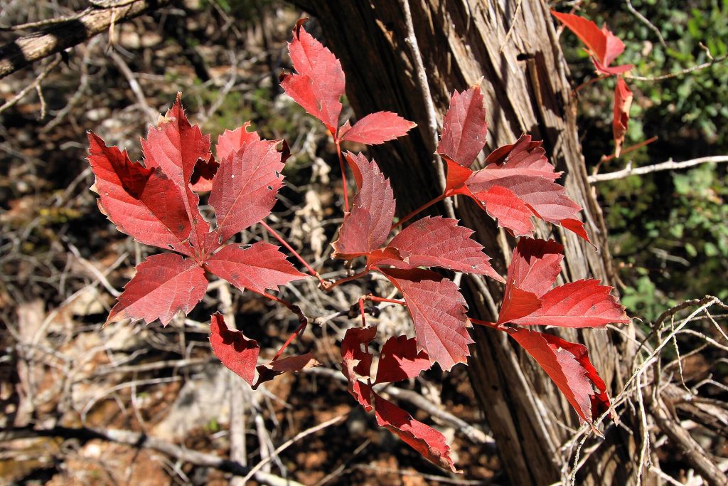 Red Virginia creeper fall foliage at Lost Maples State Natural Area in Texas