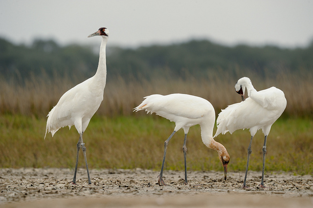 A whooping crane family on its wintering grounds at Aransas National Wildlife Refuge