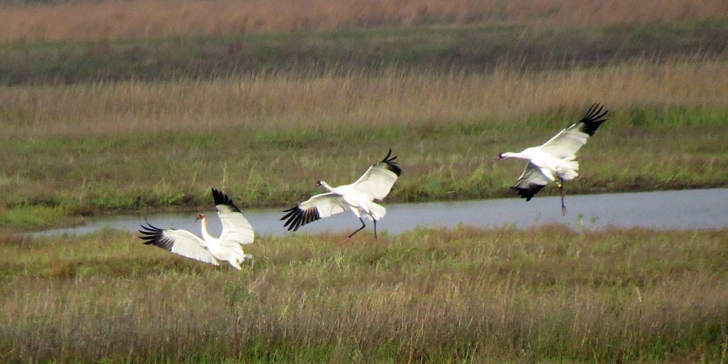 Whooping cranes take flight over the marsh at Aransas National Wildlife Refuge
