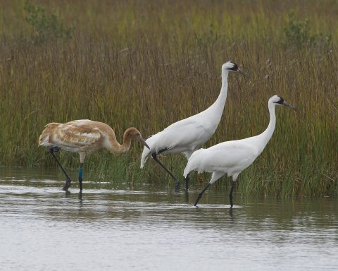 Whooping cranes wade through a coastal marsh in Texas, their winter home