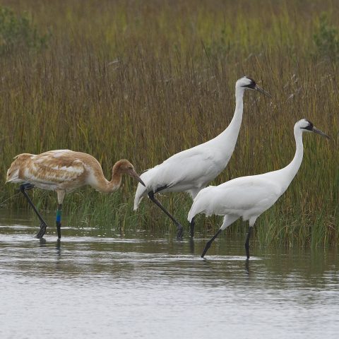 Whooping cranes wade through a coastal marsh in Texas, their winter home