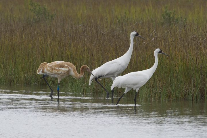 Whooping cranes wade through a coastal marsh in Texas, their winter home