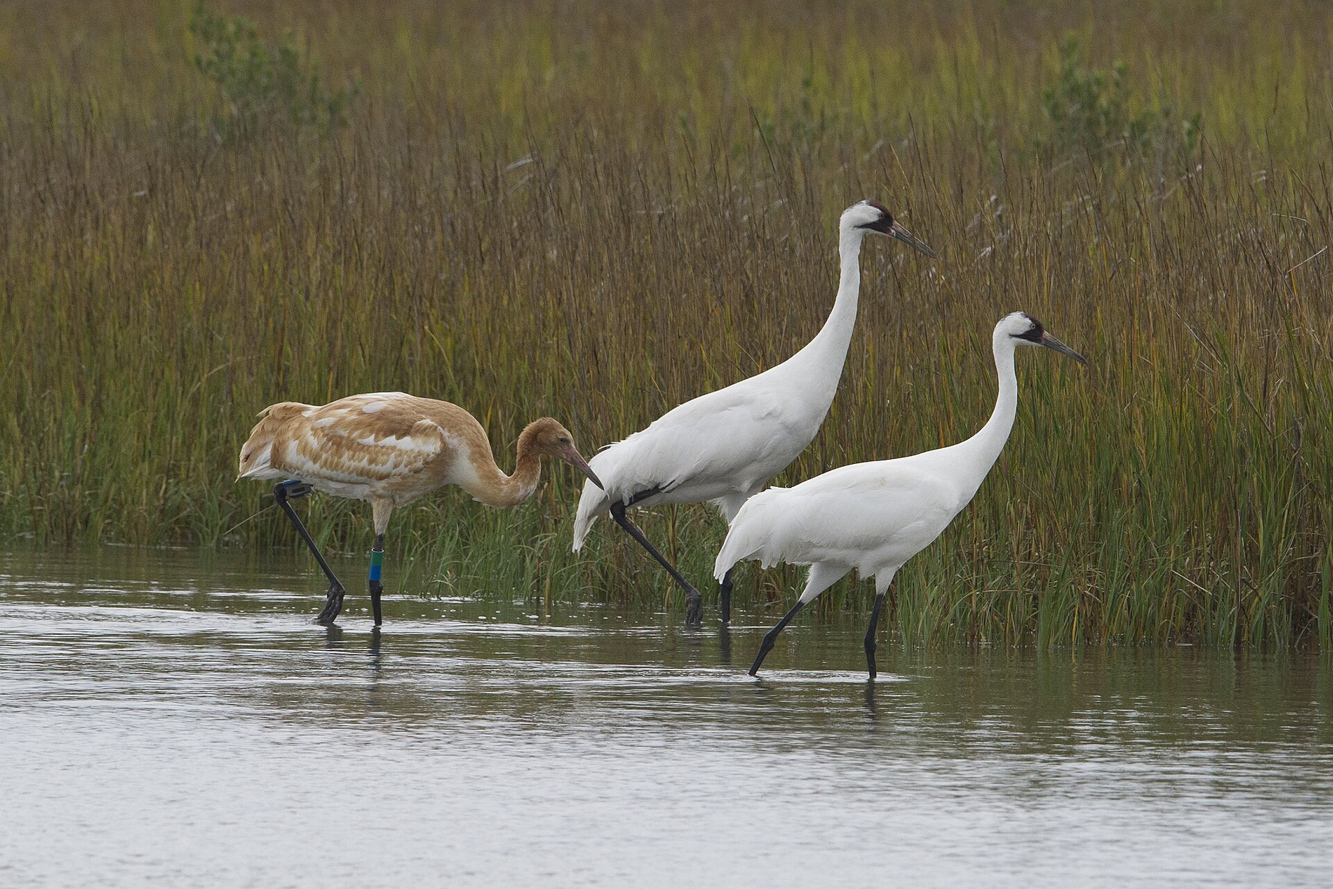 Whooping cranes wade through a coastal marsh in Texas, their winter home